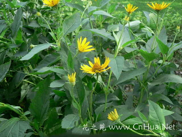 供应串叶松香草种子
